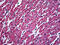 Desmin antibody, 51-822, ProSci, Immunohistochemistry paraffin image 