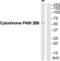 Cytochrome P450 Family 2 Subfamily B Member 6 antibody, abx015140, Abbexa, Western Blot image 