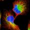 Chloride Channel CLIC Like 1 antibody, HPA009087, Atlas Antibodies, Immunofluorescence image 