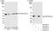 Eukaryotic Translation Initiation Factor 3 Subunit I antibody, A300-791A, Bethyl Labs, Western Blot image 