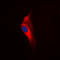 Protein Kinase C Epsilon antibody, LS-C368477, Lifespan Biosciences, Immunofluorescence image 