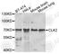 Dual specificity protein kinase CLK2 antibody, A7885, ABclonal Technology, Western Blot image 