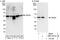 Serine And Arginine Rich Splicing Factor 6 antibody, NBP2-04142, Novus Biologicals, Immunoprecipitation image 