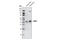 Serum/Glucocorticoid Regulated Kinase 2 antibody, 5595S, Cell Signaling Technology, Western Blot image 