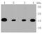 Mitochondrial import receptor subunit TOM20 homolog antibody, NBP2-67501, Novus Biologicals, Western Blot image 