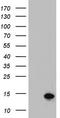 Adipogenesis Associated Mth938 Domain Containing antibody, LS-C338779, Lifespan Biosciences, Western Blot image 