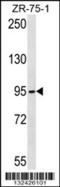 Tubulin Gamma Complex Associated Protein 2 antibody, 56-622, ProSci, Western Blot image 