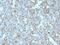 CD99 Molecule (Xg Blood Group) antibody, MBS438817, MyBioSource, Immunohistochemistry paraffin image 
