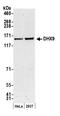 DExH-Box Helicase 9 antibody, A300-855A, Bethyl Labs, Western Blot image 