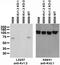 Kv1.3Potassium Channel antibody, 73-009, Antibodies Incorporated, Western Blot image 