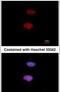 Histone Cluster 1 H1 Family Member E antibody, PA5-31907, Invitrogen Antibodies, Immunofluorescence image 