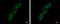 Pitrilysin Metallopeptidase 1 antibody, GTX121279, GeneTex, Immunocytochemistry image 