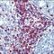 G Protein-Coupled Receptor Class C Group 6 Member A antibody, PA1-32735, Invitrogen Antibodies, Immunohistochemistry frozen image 