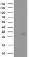 Nucleotide Binding Protein Like antibody, CF503745, Origene, Western Blot image 