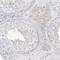LRP2 Binding Protein antibody, PA5-57758, Invitrogen Antibodies, Immunohistochemistry frozen image 