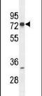 Zinc Finger Protein 780A antibody, PA5-24037, Invitrogen Antibodies, Western Blot image 