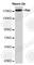 Ret Proto-Oncogene antibody, A0018, ABclonal Technology, Western Blot image 