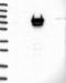 Pleckstrin Homology Domain Containing A5 antibody, NBP1-84611, Novus Biologicals, Western Blot image 