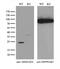 Rho GDP Dissociation Inhibitor Alpha antibody, M03135, Boster Biological Technology, Western Blot image 