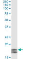 Myosin Light Chain 2 antibody, LS-C197730, Lifespan Biosciences, Immunoprecipitation image 