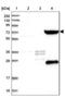 SHC Binding And Spindle Associated 1 Like antibody, NBP1-90716, Novus Biologicals, Immunohistochemistry frozen image 