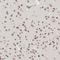 Nucleoporin 153 antibody, NBP1-81724, Novus Biologicals, Immunohistochemistry frozen image 