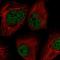 Lysyl oxidase homolog 2 antibody, HPA036257, Atlas Antibodies, Immunocytochemistry image 