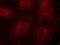 GRB2 Associated Binding Protein 1 antibody, A01989, Boster Biological Technology, Immunofluorescence image 