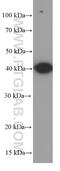 GATA Binding Protein 1 antibody, 60011-1-Ig, Proteintech Group, Western Blot image 