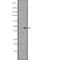 WW Domain Containing Transcription Regulator 1 antibody, abx149836, Abbexa, Western Blot image 