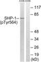 Protein Tyrosine Phosphatase Non-Receptor Type 6 antibody, LS-C199570, Lifespan Biosciences, Western Blot image 