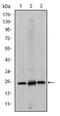 Eukaryotic Translation Initiation Factor 4E antibody, AM06602SU-N, Origene, Western Blot image 