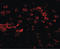 Matrilin 4 antibody, LS-C108492, Lifespan Biosciences, Immunofluorescence image 