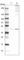 Acetyl-CoA Acyltransferase 2 antibody, HPA042303, Atlas Antibodies, Western Blot image 