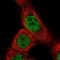 CCDC97 antibody, PA5-60422, Invitrogen Antibodies, Immunofluorescence image 