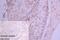 Lipase A antibody, CSB-PA012972EA01HU, Cusabio, Immunohistochemistry paraffin image 