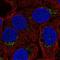 Beta-1,4-Galactosyltransferase 4 antibody, NBP2-57489, Novus Biologicals, Immunofluorescence image 