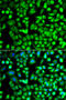 AlkB Homolog 4, Lysine Demethylase antibody, STJ114467, St John