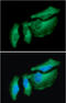 Heat Shock Protein Family B (Small) Member 1 antibody, GTX57550, GeneTex, Immunocytochemistry image 