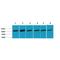 Heat Shock Protein Family A (Hsp70) Member 8 antibody, LS-C387764, Lifespan Biosciences, Western Blot image 