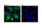 RAB27A, Member RAS Oncogene Family antibody, 95394S, Cell Signaling Technology, Immunofluorescence image 