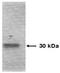 TIMP Metallopeptidase Inhibitor 1 antibody, orb109161, Biorbyt, Western Blot image 
