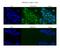 Protein Phosphatase 1 Regulatory Subunit 10 antibody, A06567-1, Boster Biological Technology, Immunohistochemistry frozen image 