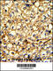 Adrenoceptor Alpha 2B antibody, 63-520, ProSci, Immunohistochemistry paraffin image 