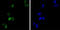 GATA Binding Protein 1 antibody, abx015868, Abbexa, Enzyme Linked Immunosorbent Assay image 