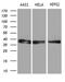 Transaldolase 1 antibody, MA5-27221, Invitrogen Antibodies, Western Blot image 