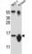 Small Nuclear Ribonucleoprotein D3 Polypeptide antibody, abx026821, Abbexa, Western Blot image 