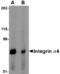 CD49D antibody, LS-B3837, Lifespan Biosciences, Western Blot image 