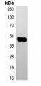 CD49D antibody, orb75071, Biorbyt, Immunoprecipitation image 