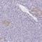 Transgelin 3 antibody, HPA062620, Atlas Antibodies, Immunohistochemistry frozen image 